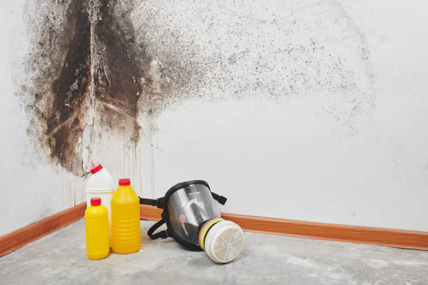 Best Home Mold Removal  in West Bend, WI