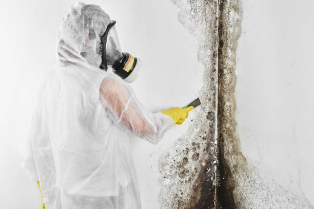 Best Toxic Mold Removal  in West Bend, WI