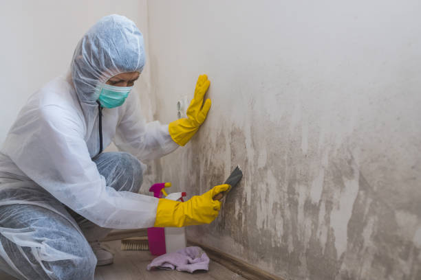 Best Certified Mold Removal  in West Bend, WI