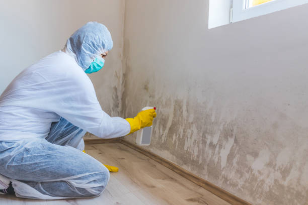 Best Mold Removal Process  in West Bend, WI