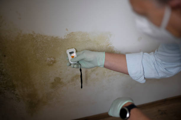 Best Local Mold Removal Service  in West Bend, WI