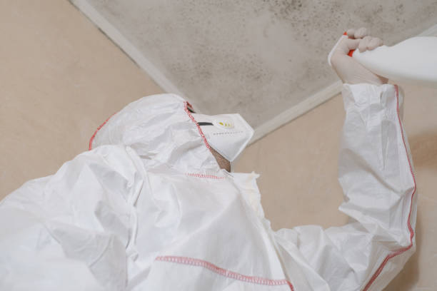 Best Black Mold Removal  in West Bend, WI