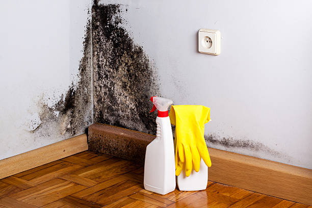 Best Mold Removal Company Near Me  in West Bend, WI